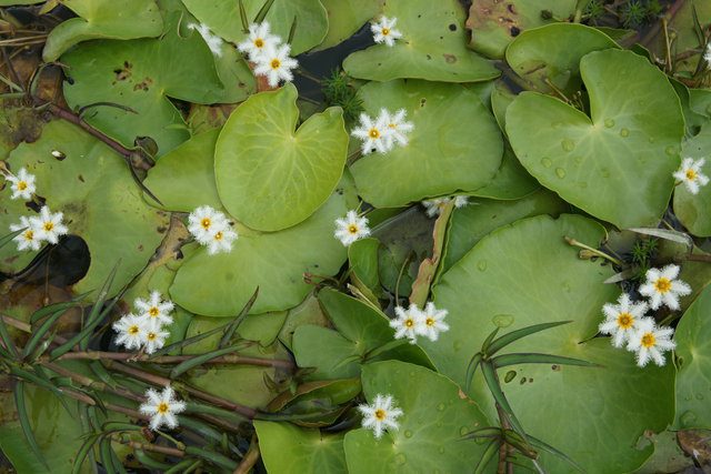 Cay thuy sinh, cây thủy sinh, be thuy sinh, bể thủy sinh